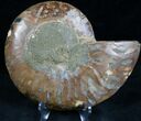 Cut and Polished Ammonite (Half) #7330-1
